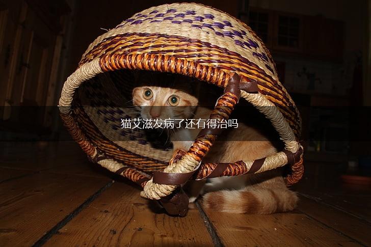 猫艾滋发病了还有得治吗,第1张