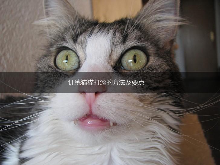 训练猫猫打滚的方法及要点,第1张