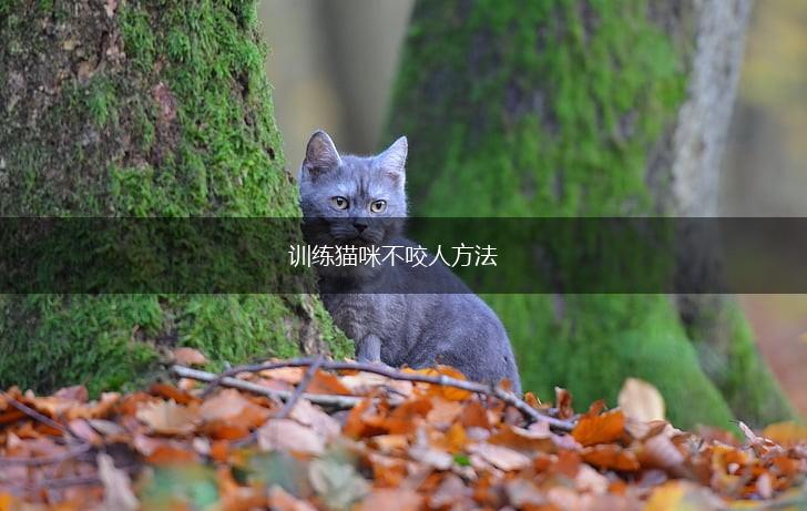 训练猫咪不咬人方法,第1张