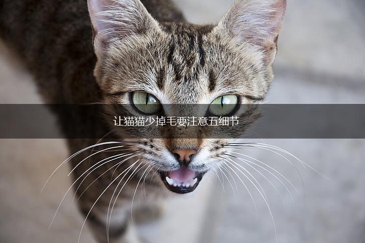 让猫猫少掉毛要注意五细节,第1张