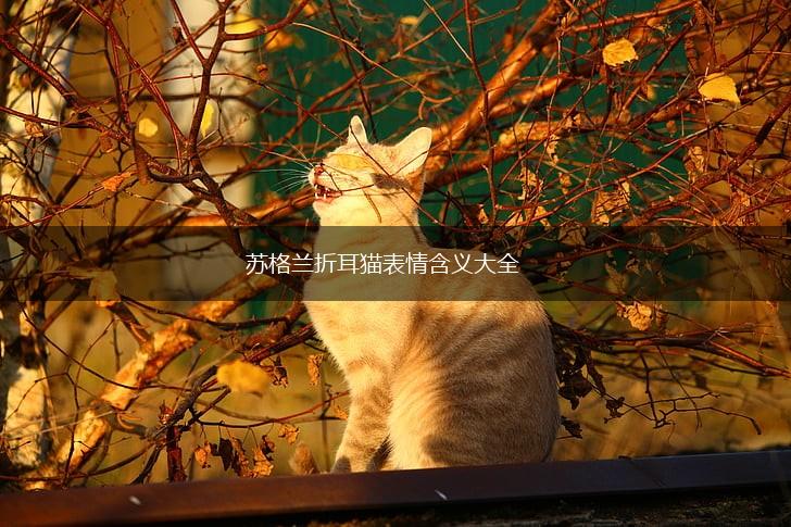 苏格兰折耳猫表情含义大全,第1张 苏格兰折耳猫表情含义大全,第1张
