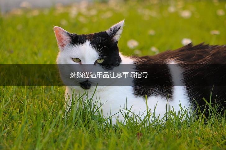 选购猫猫用品注意事项指导,第1张