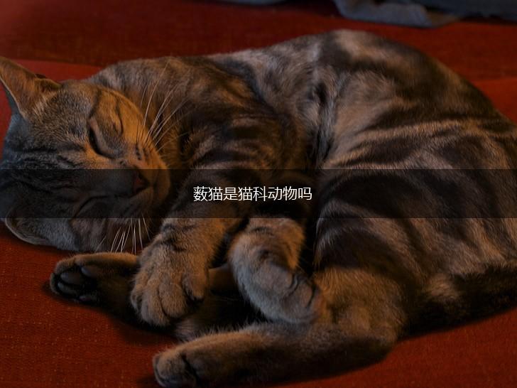 薮猫是猫科动物吗,第1张