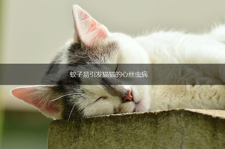 蚊子易引发猫猫的心丝虫病,第1张