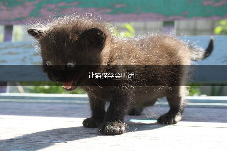 让猫猫学会听话,第1张