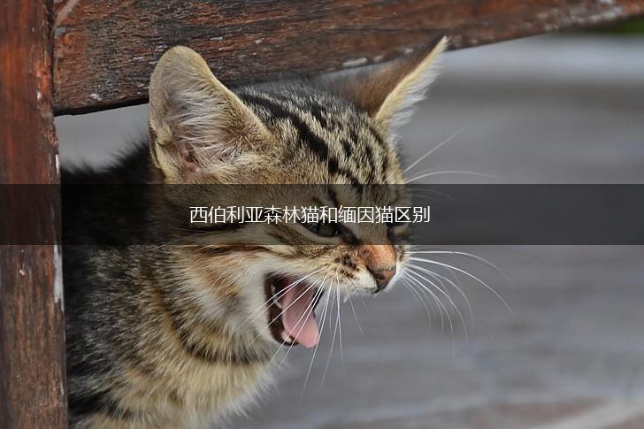 西伯利亚森林猫和缅因猫区别,第1张