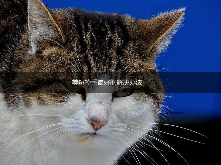 美短掉毛最好的解决办法,第1张