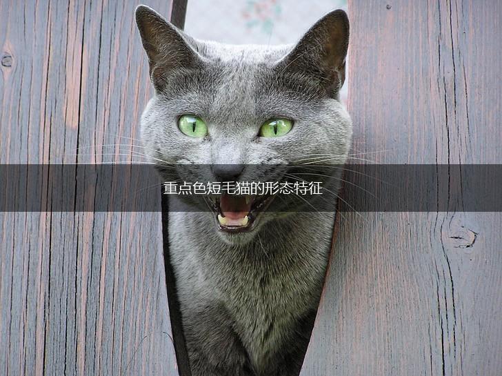 重点色短毛猫的形态特征,第1张