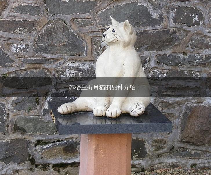 苏格兰折耳猫的品种介绍,第1张 苏格兰折耳猫的品种介绍,第1张