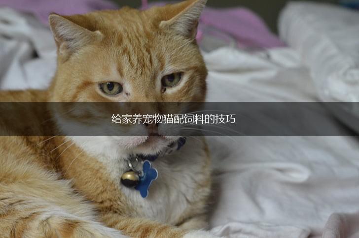 给家养宠物猫配饲料的技巧,第1张 给家养宠物猫配饲料的技巧,第1张