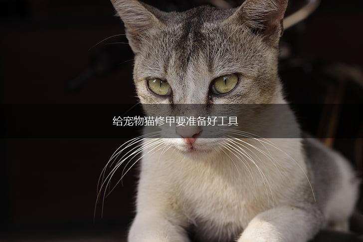 给宠物猫修甲要准备好工具,第1张