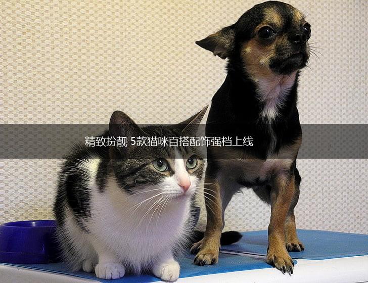 精致扮靓 5款猫咪百搭配饰强档上线,第1张 精致扮靓 5款猫咪百搭配饰强档上线,第1张