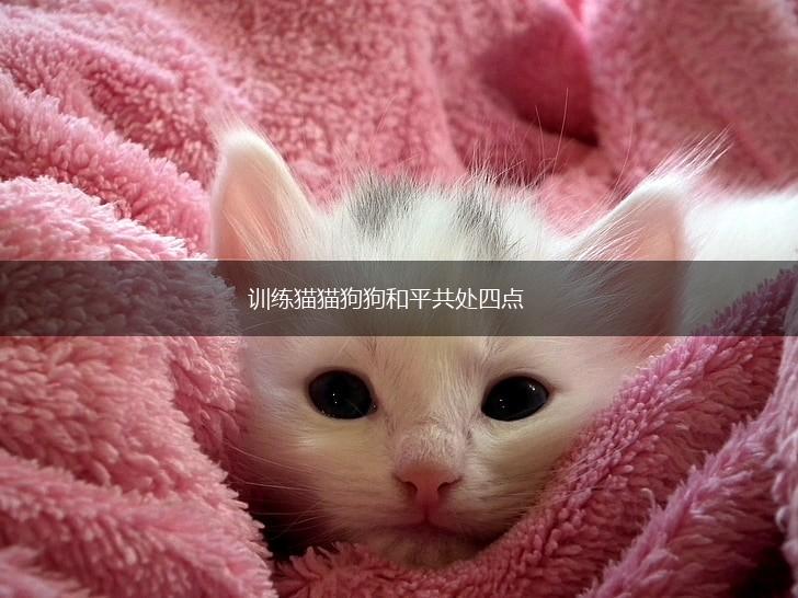 训练猫猫狗狗和平共处四点,第1张