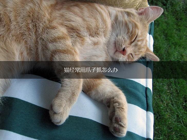 猫经常用爪子抓怎么办,第1张