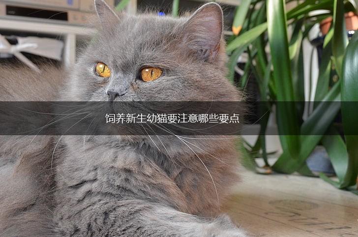 饲养新生幼猫要注意哪些要点,第1张