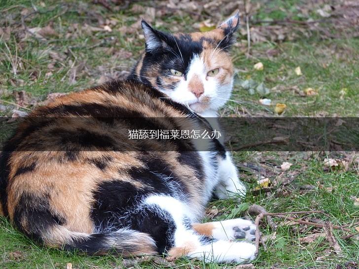 猫舔到福莱恩怎么办,第1张 猫舔到福莱恩怎么办,第1张