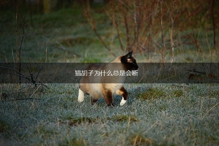 猫胡子为什么总是会断,第1张