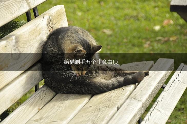 给猫剃毛五个注意事项,第1张 给猫剃毛五个注意事项,第1张