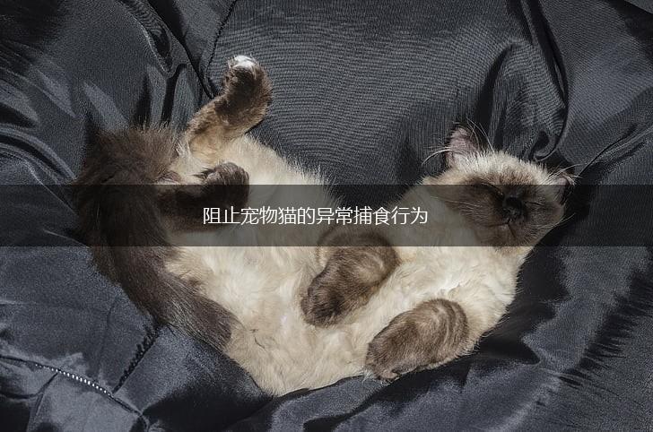 阻止宠物猫的异常捕食行为,第1张 阻止宠物猫的异常捕食行为,第1张