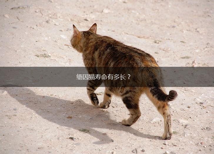 缅因猫寿命有多长？,第1张