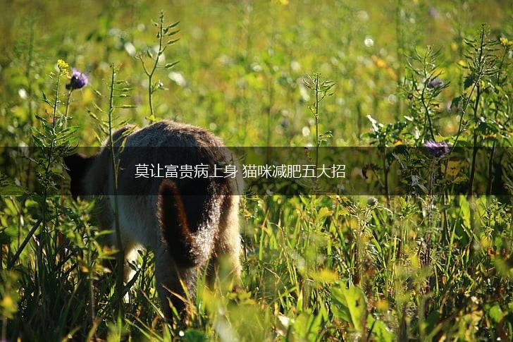 莫让富贵病上身 猫咪减肥五大招,第1张 莫让富贵病上身 猫咪减肥五大招,第1张