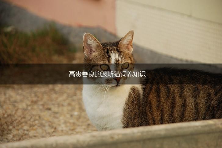 高贵善良的波斯猫饲养知识,第1张