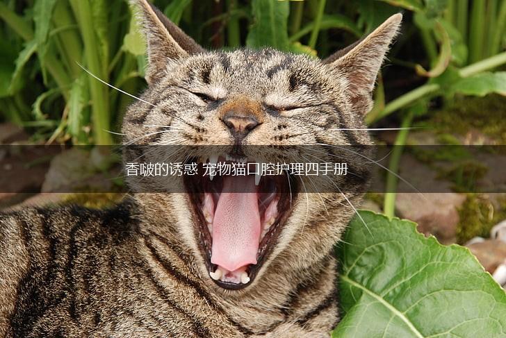 香啵的诱惑 宠物猫口腔护理四手册,第1张