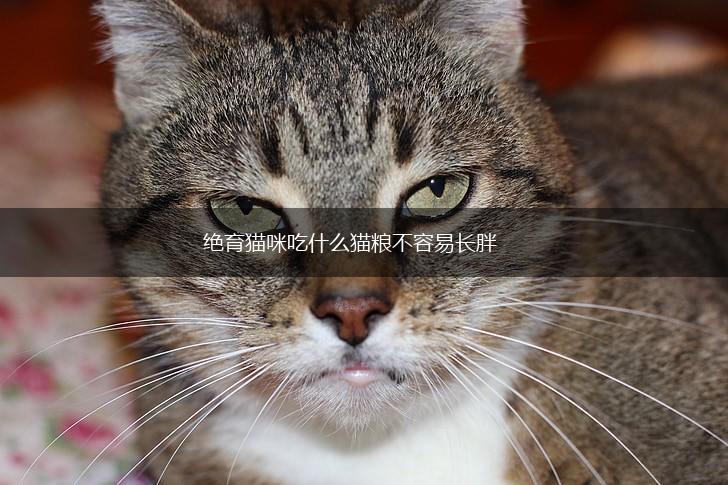 绝育猫咪吃什么猫粮不容易长胖,第1张