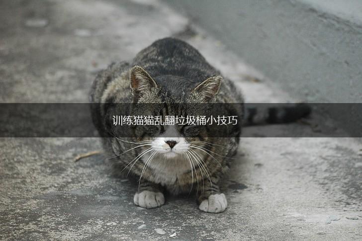 训练猫猫乱翻垃圾桶小技巧,第1张