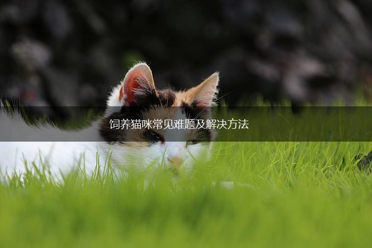 饲养猫咪常见难题及解决方法,第1张