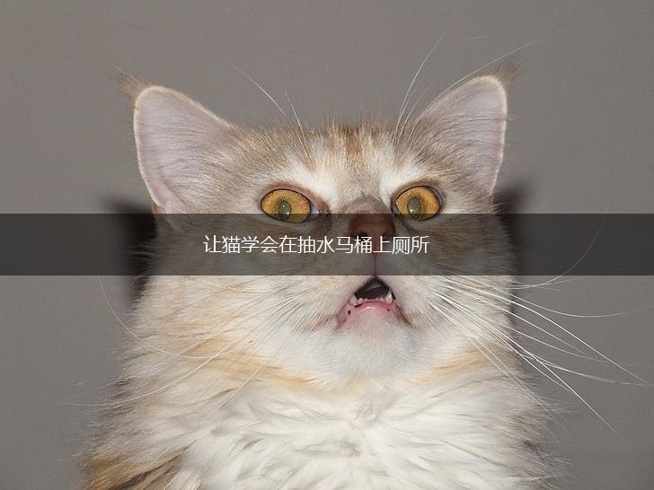 让猫学会在抽水马桶上厕所,第1张