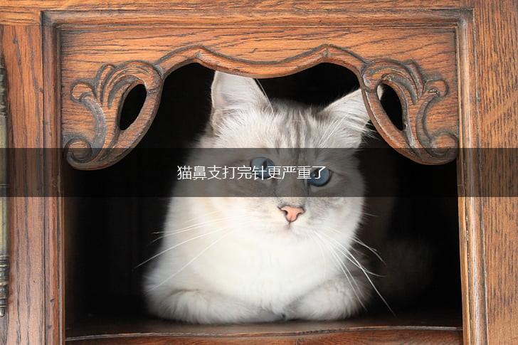 猫鼻支打完针更严重了,第1张