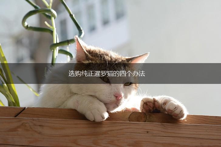 选购纯正暹罗猫的四个办法,第1张