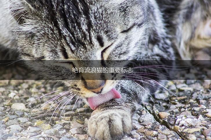 绝育流浪猫的重要标志,第1张 绝育流浪猫的重要标志,第1张