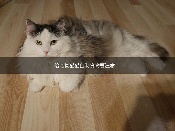 给宠物猫猫自制食物要注意,第1张