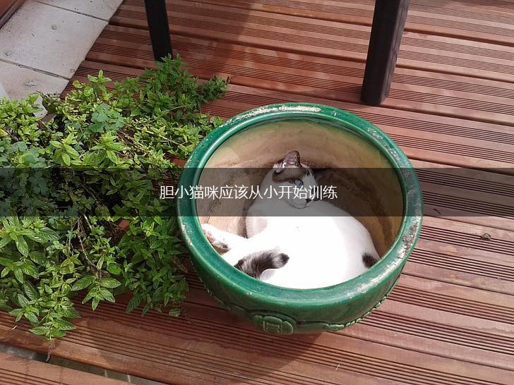 胆小猫咪应该从小开始训练,第1张