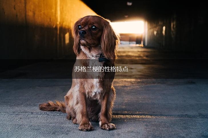 苏格兰梗的性格特点,第1张 苏格兰梗的性格特点,第1张