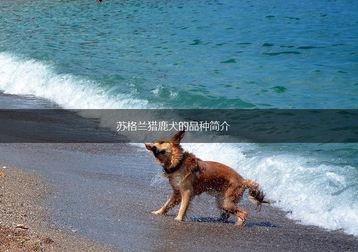 苏格兰猎鹿犬的品种简介,第1张