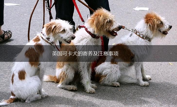 英国可卡犬的寄养及注意事项,第1张