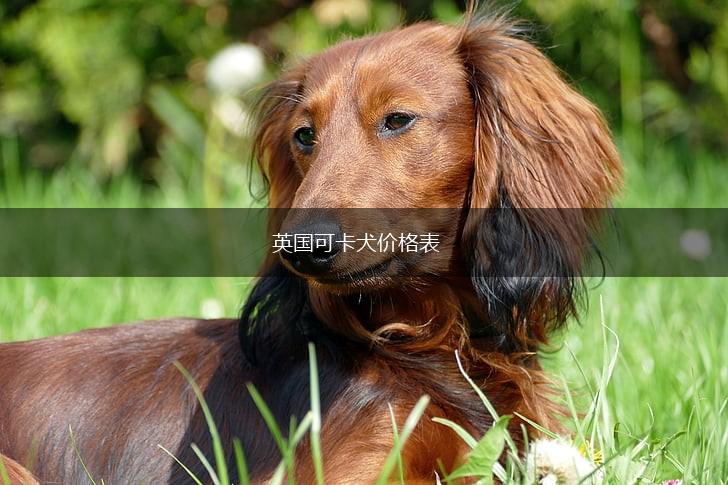 英国可卡犬价格表,第1张