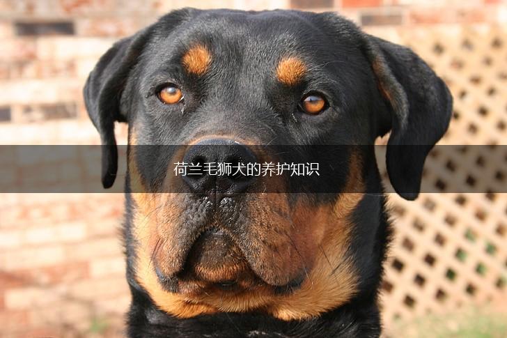 荷兰毛狮犬的养护知识,第1张