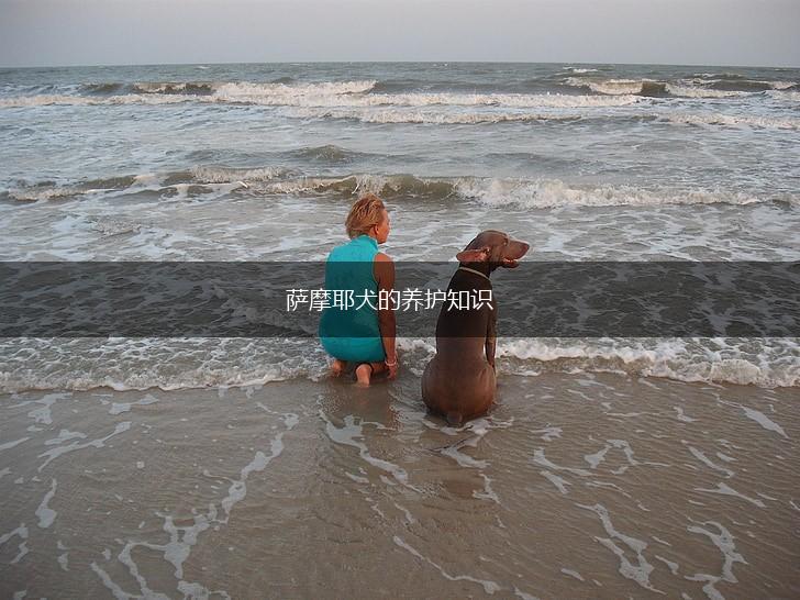 萨摩耶犬的养护知识,第1张