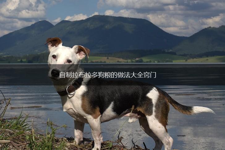 自制拉布拉多狗粮的做法大全窍门,第1张