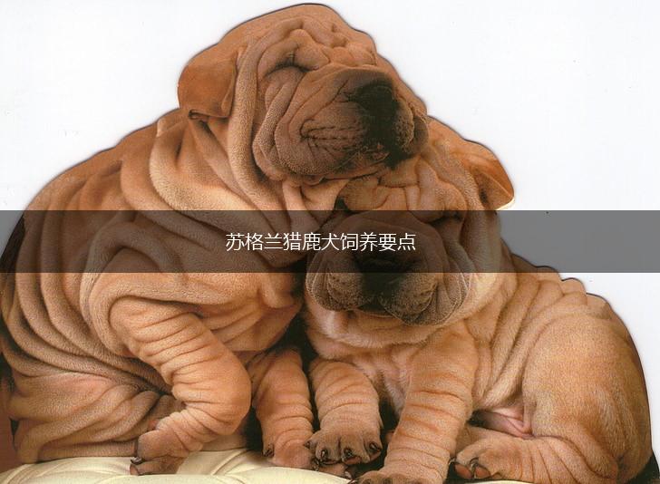 苏格兰猎鹿犬饲养要点,第1张