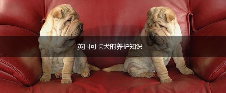 英国可卡犬的养护知识,第1张