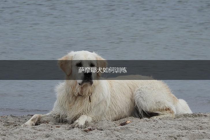 萨摩耶犬如何训练,第1张 萨摩耶犬如何训练,第1张