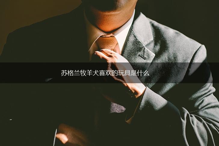 苏格兰牧羊犬喜欢的玩具是什么,第1张