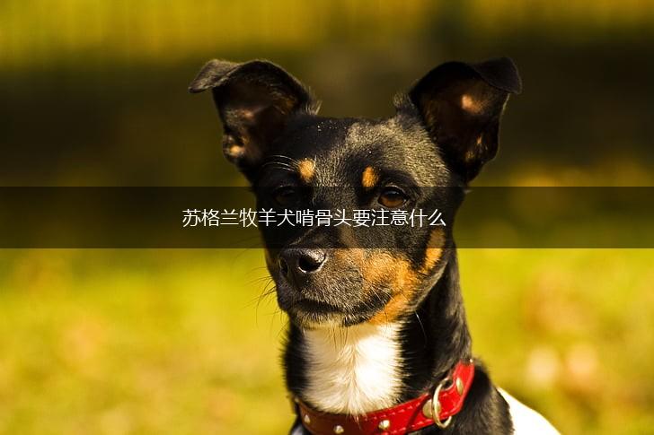 苏格兰牧羊犬啃骨头要注意什么,第1张