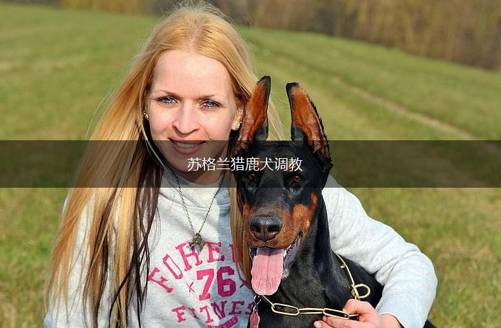 苏格兰猎鹿犬调教,第1张