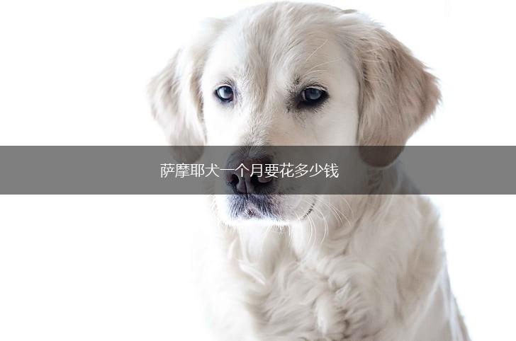 萨摩耶犬一个月要花多少钱,第1张